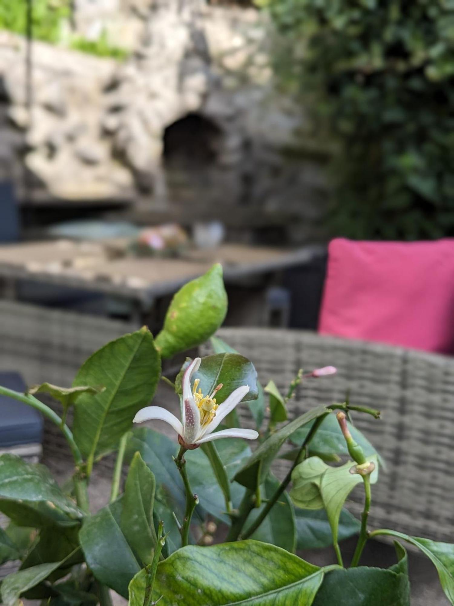 Waldblickwohnung Mit Schoener Terrasse Und Kamin Sebnitz Exteriör bild